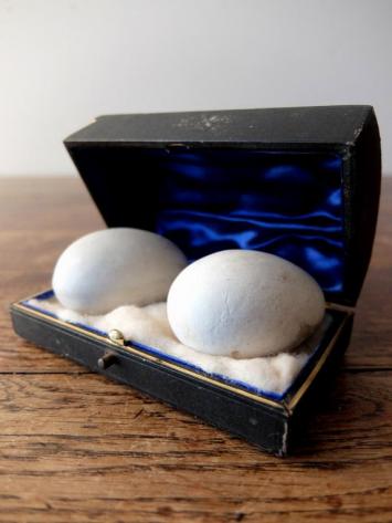 Egg Models with Case (A0817)