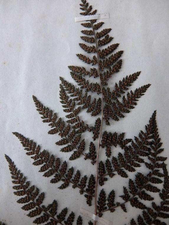 Herbarium (B0414-03)