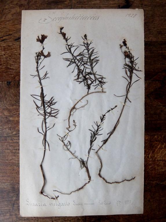 Herbarium (A0915-04)