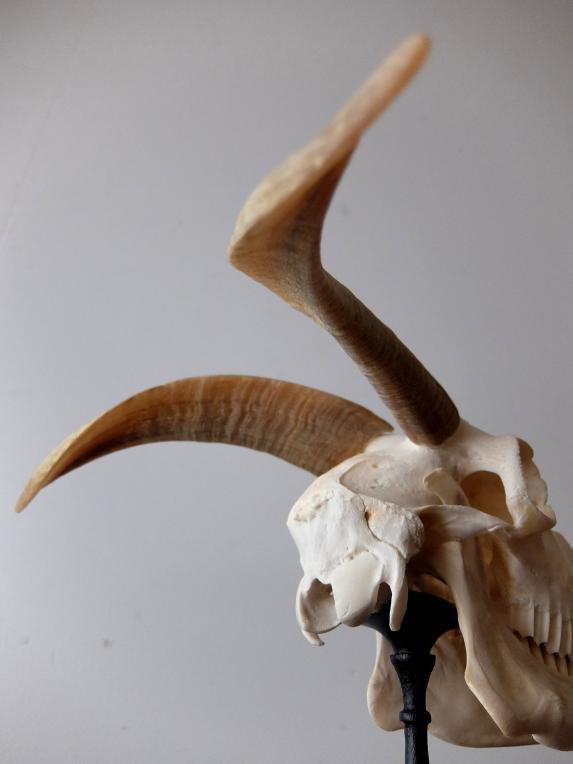 Goat Skull (A0318)