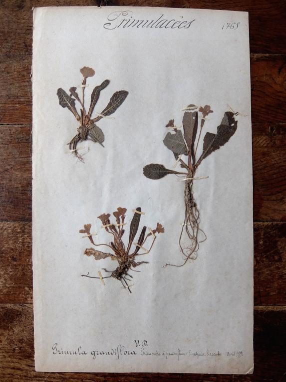 Herbarium (A0915-07)