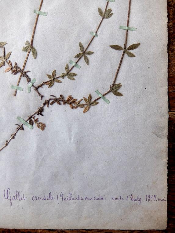 Herbarium (A0915-08)