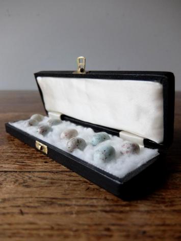Eggs Taxidermy with Case (A0318)
