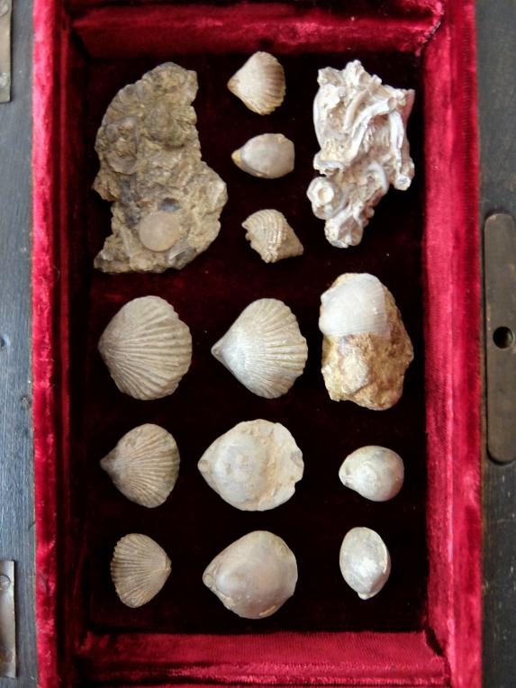 Fossil Collection with Box (A0320)