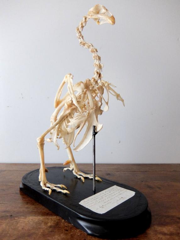 Skeletal Specimen (Bird) (C0318)