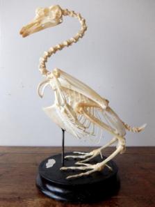 Skeletal Specimen (Bird) (B0318)