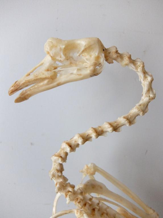 Skeletal Specimen (Bird) (B0318)