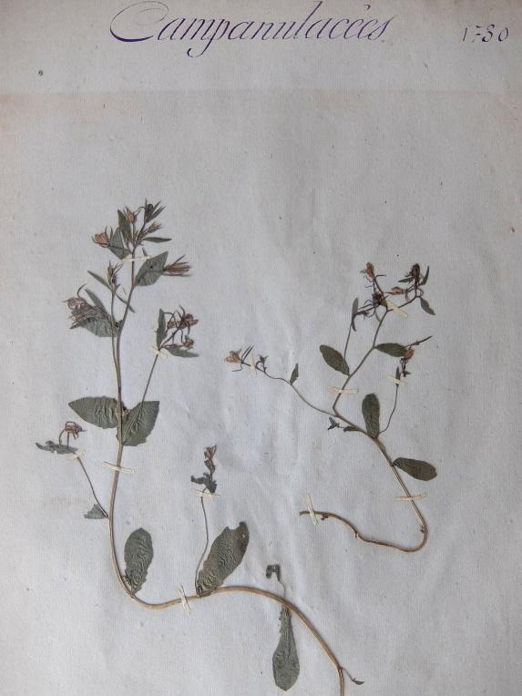 Herbarium (A0915-14)