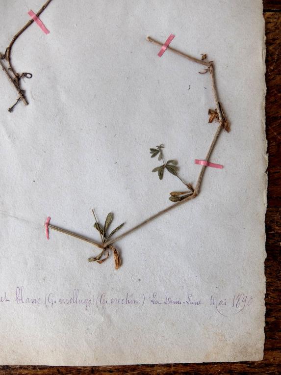 Herbarium (A0915-16)