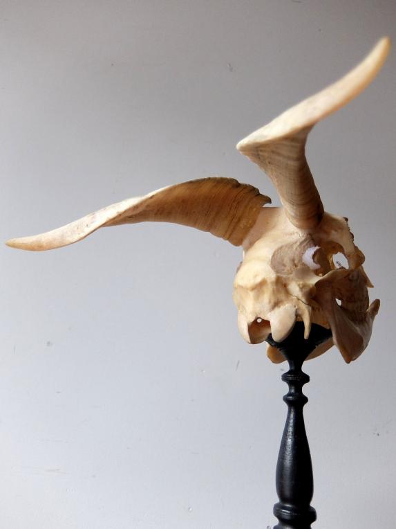 Goat Skull (B0318)