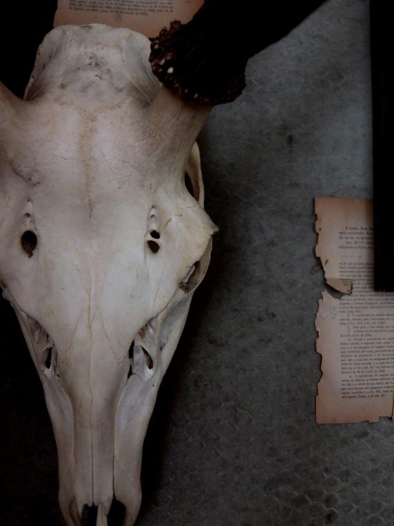 Skull (Deer) (A0214)