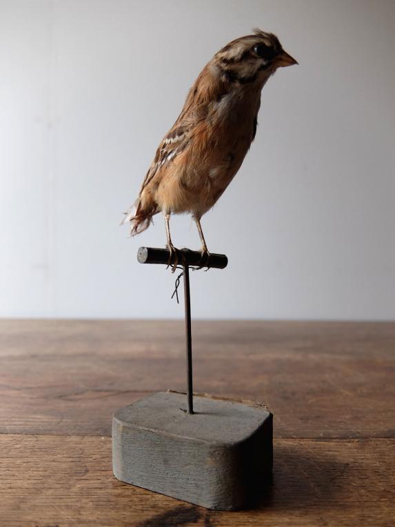Taxidermy (Bird) (B0516)