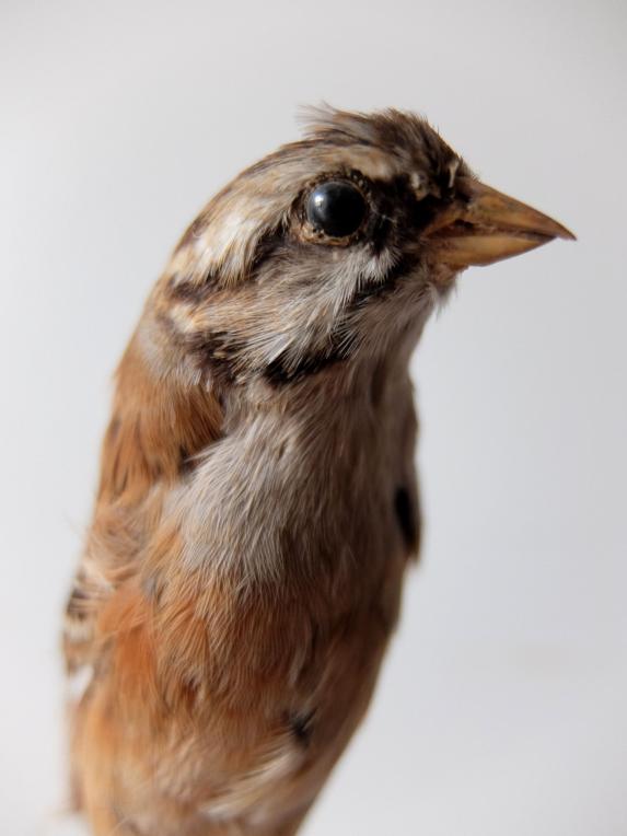 Taxidermy (Bird) (B0516)