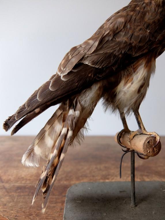 Taxidermy (Bird) (F0516)
