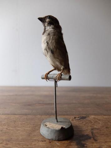 Taxidermy (Bird) (A0516)