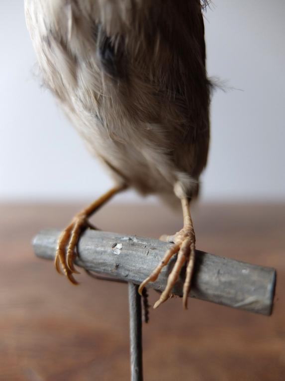 Taxidermy (Bird) (A0516)