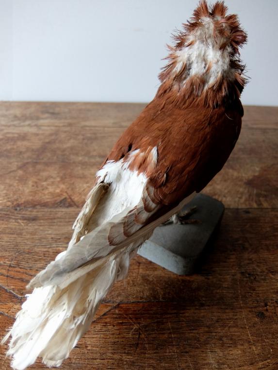 Taxidermy (Bird) (E0516)