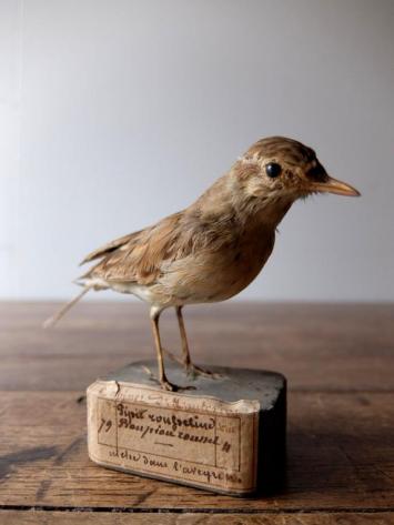Taxidermy (Bird) (C0516)