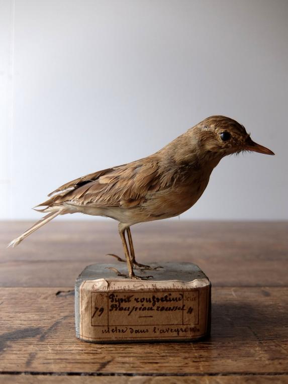 Taxidermy (Bird) (C0516)