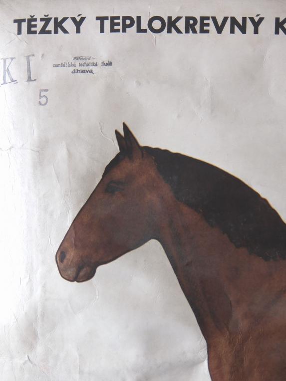 Hanging Scroll 【Horse】 (B0515)