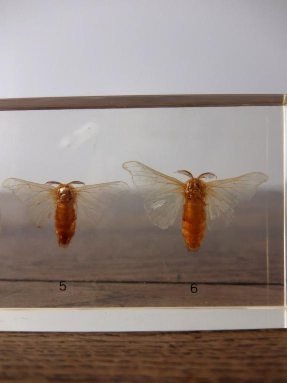 Insect Specimen 【Silkworm】 (B0615)