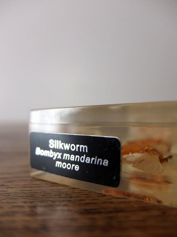 Insect Specimen 【Silkworm】 (B0615)