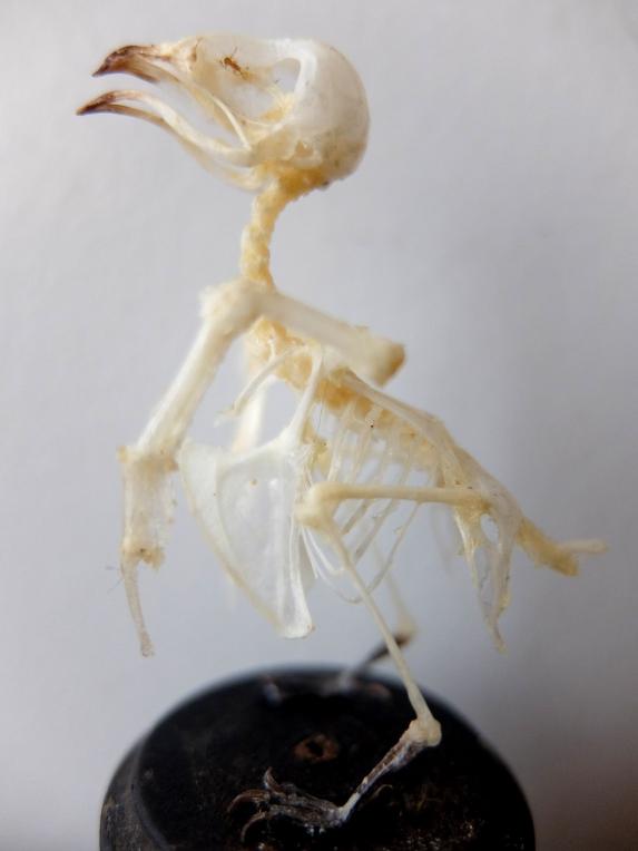 Skeletal Specimen (Bird) (A0518)