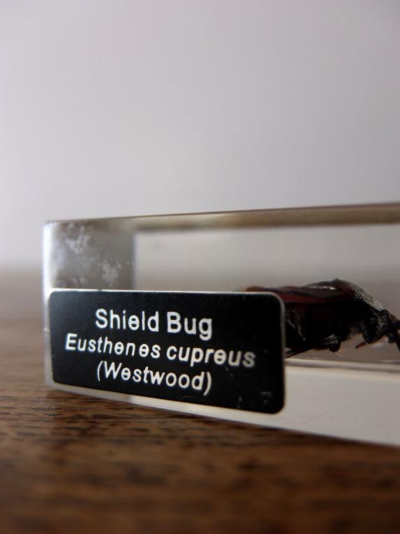 Insect Specimen 【Hornet & Shield Bug】 (G,H0615)