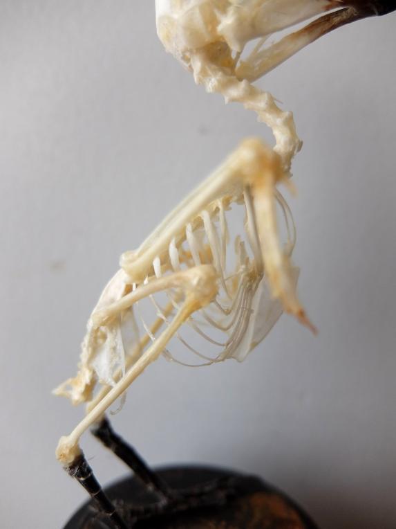 Skeletal Specimen (Bird) (D0518)