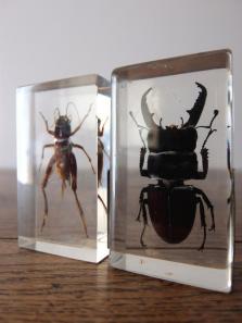 Insect Specimen 【Stag Beetle & Cricket】 (I,J0615)