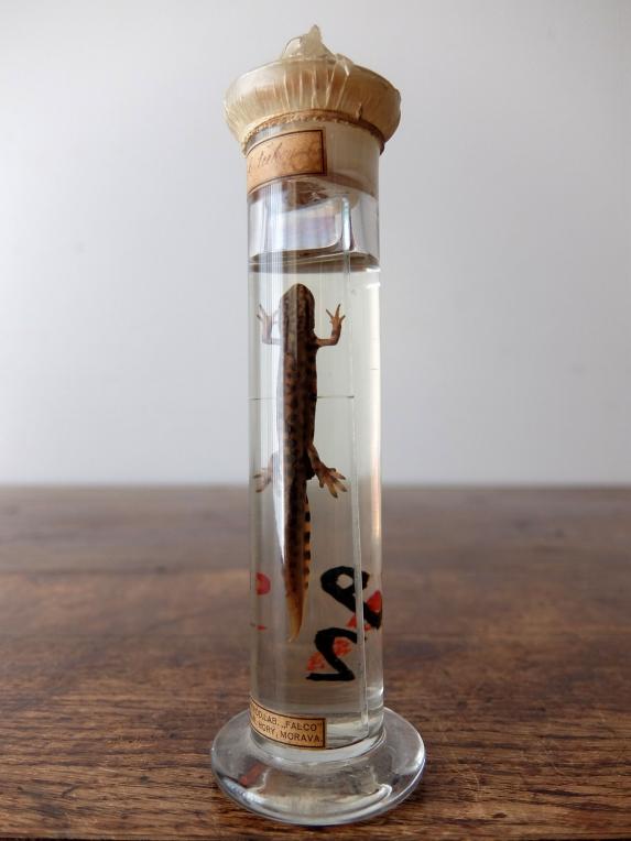 Wet Specimen 【Lizard】 (B0518-01)