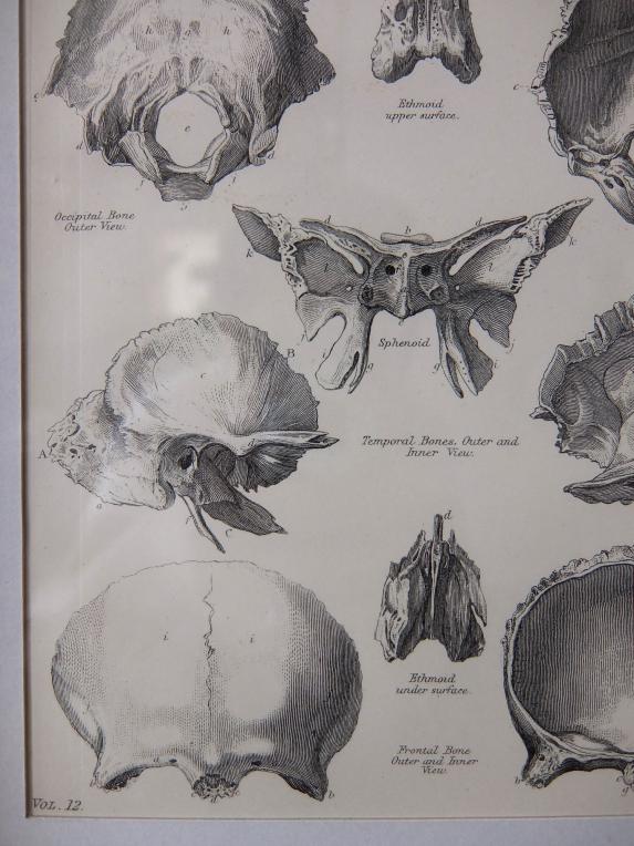 Anatomical Drawing (B0615)