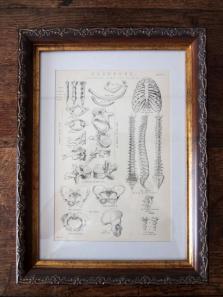 Anatomical Drawing (C0615)