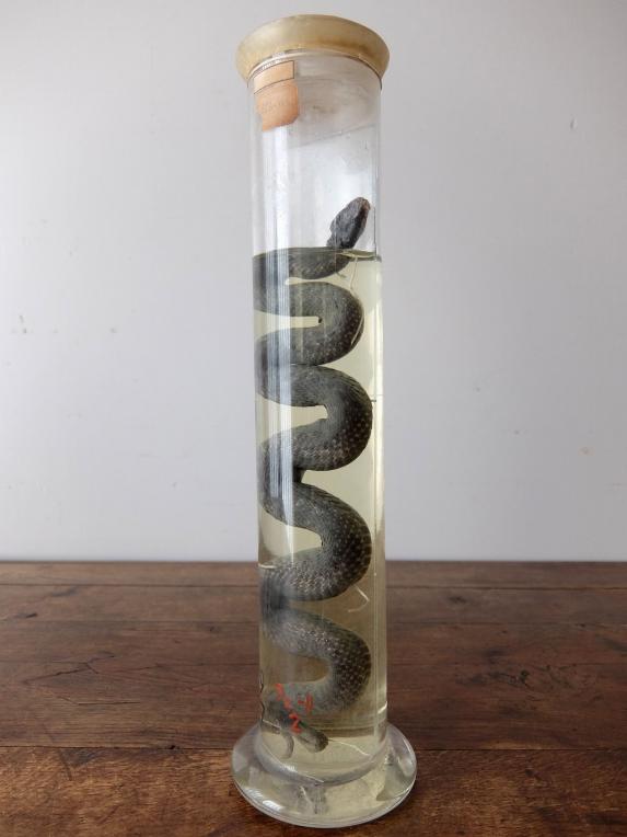 Wet Specimen 【Snake】 (D0518)