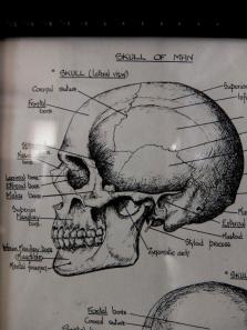 Picture (Skull) (B0414)