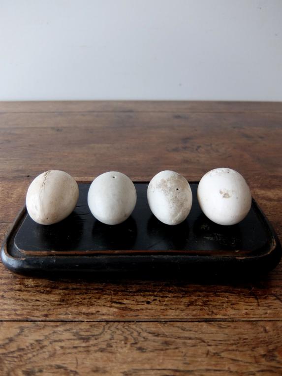 Egg Models with Stand (A0817)