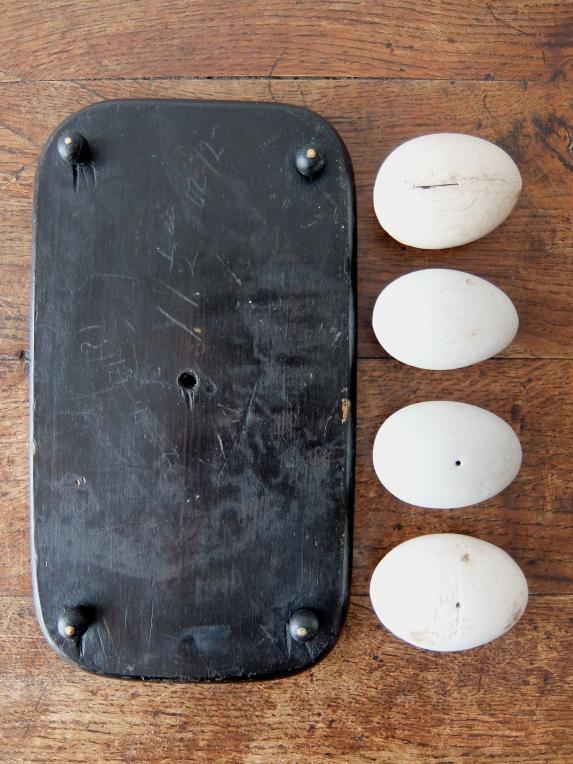 Egg Models with Stand (A0817)