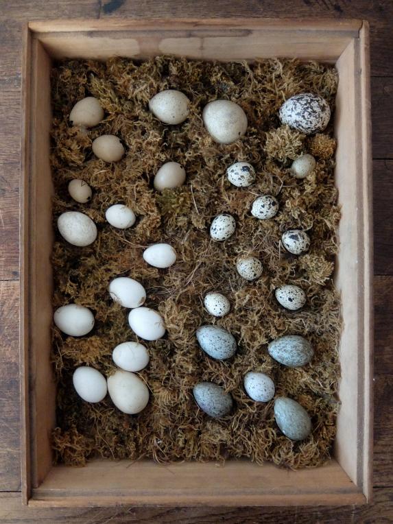 Bird's Eggs Specimens (A0723)