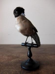Taxidermy (Bird) (A0915)
