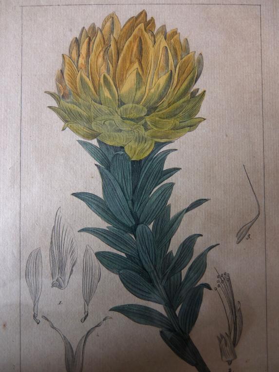 Copperplate Print (Botanical) (A0915-05)