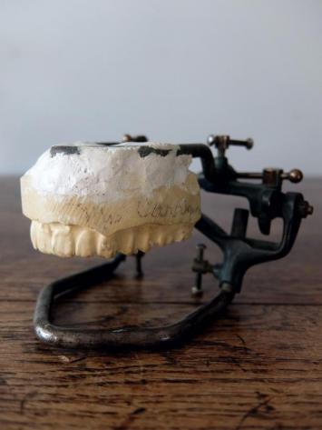 Dental Display Teeth (A0916)