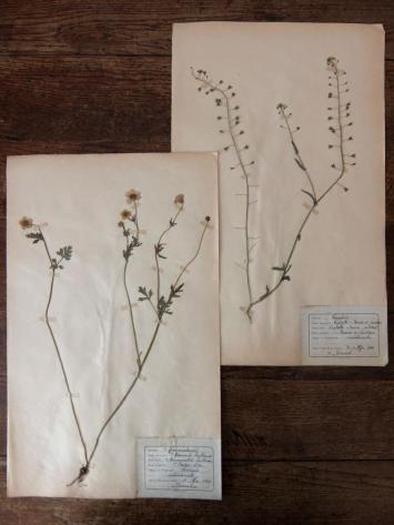 Herbarium (A1015-02)