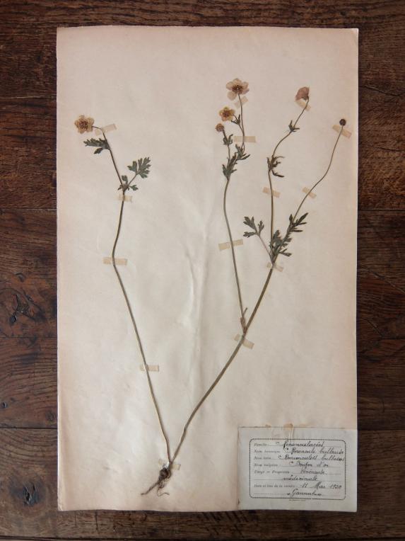 Herbarium (A1015-02)