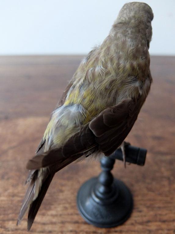 Taxidermy (Bird) (I0516)