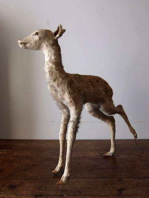 Taxidermy (Deer) (A1015)