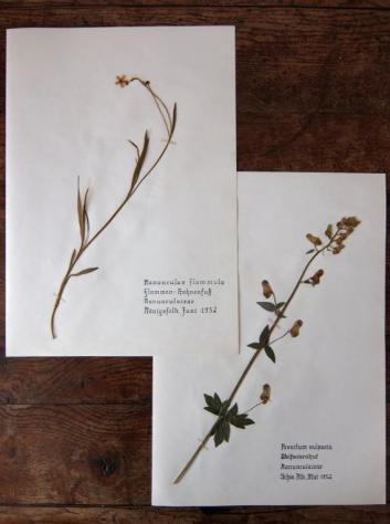 Herbarium (E1015-03)