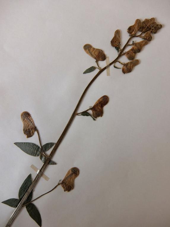 Herbarium (E1015-03)