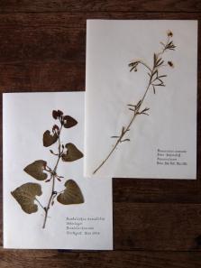 Herbarium (E1015-04)