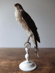 Taxidermy (Bird) (B1017)