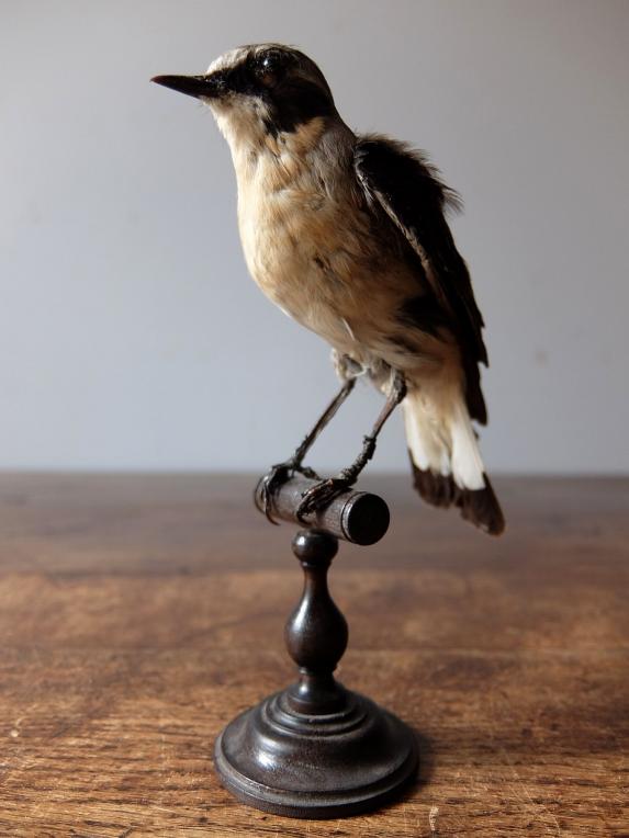Taxidermy (Bird) (A1018-03)